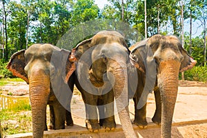 Group of Three Elephants at Vinpearl Safari Phu Quoc park with exotic flora and fauna, Phu Quoc, Vietnam