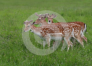 Group of three Fallow Deer