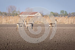 Group of three female and one male roe deer stands on crop field. Capreolus capreolus