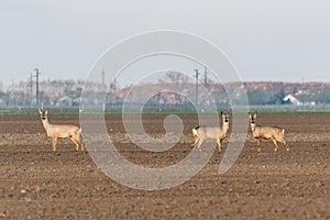 Group of three female roe deer standing at crop field. Capreolus capreolus