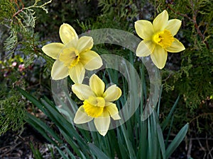 Group of three  of  daffodiles. Narcissus of cultivar Kiss Me close-up