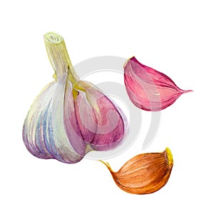 The group of three garlic slices isolated on white background.  Watercolor illustration