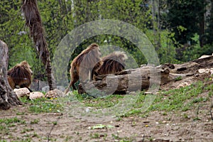 A group of three Gelada baboons Theropithecus gelada