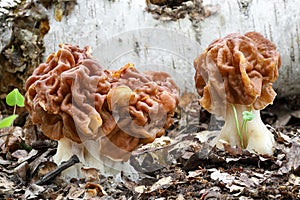 Group of three giants false morel mushrooms in spring forest