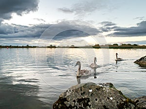 Group of three gracious cygnet swimming in a river at dusk. Cloudy sky in the background. Calm and peaceful atmosphere