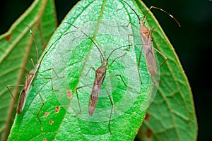 A group of three green, brown Assasin bugs