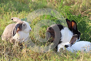 Group of three happy cute fluffy bunny on green grass nature background, long ears rabbit family in wild meadow, adorable pet