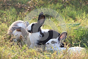 Group of three happy cute fluffy bunny on green grass nature background, long ears rabbit family in wild meadow, adorable pet