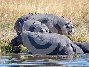 Group of three hippos with birds sitting on them emerging from river water to graze on shore, safari in Botswana