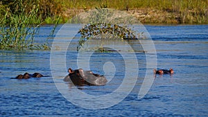 Group of three hippos enjoying the fresh water in Okavango river near Divundu in Caprivi Strip, Namibia.