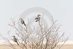 Group of three Hornbills (Toko) in Acacia Tree