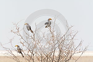 Group of three Hornbills (Toko) in Acacia Tree photo