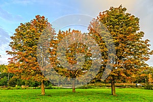 A group of three horse chestnuts, Aesculus hippocastanum, in autumn colors