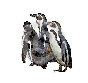 Group of three Humboldt Penguins, Spheniscus humboldti,isolated on the white background. The penguin is a South American penguin