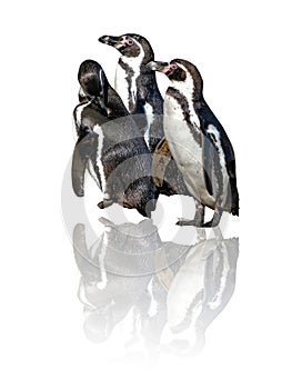Group of three Humboldt Penguins, Spheniscus humboldti,isolated on the white background with reflects there. The penguin is a
