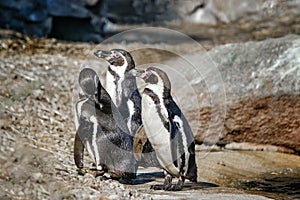 Group of three Humboldt Penguins, Spheniscus humboldti, on a rock on the edge of the water. The penguin is a South American