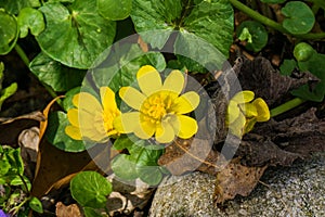 Group of Three Lesser Celandine Wildflowers