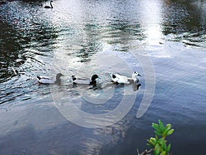 Group of three Mallard duck family, Mandarin Ducks swimming in row in the lake, nature background or wallpaper, tranquil
