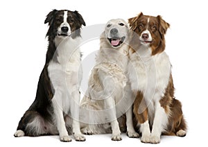 Group of three mixed-breed dogs