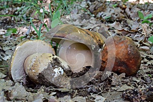 Group of three nice specimen of Boletus aereus