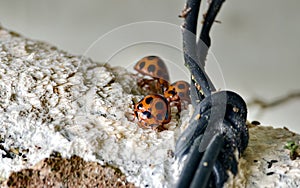 Group of Three Orange Ladybugs with Black Spots on a Textured Off-White Surface