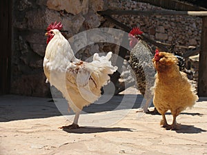 Group of three pacing roosters