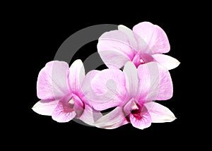 Group of three Pale pink dendrobium orchid flowers