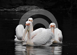 Group of three pelicans swimming in the water