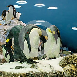 Group of three penguins standing on an ice covered rock
