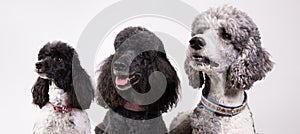 Group of three poodles