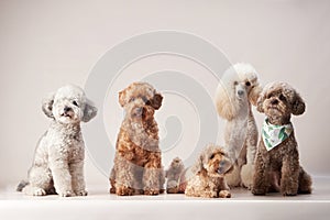 Group of Three Poodles Sitting Together