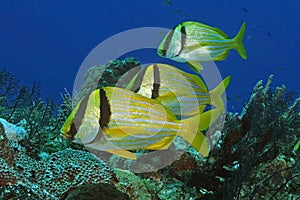 Group of Three Porkfish