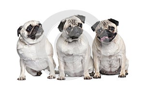 Group of three pug in a row
