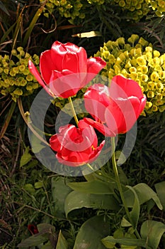 Three red tulips growing