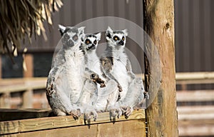 Group of three ring tailed lemurs sunbathing