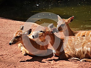 A group of three sitatunga sitting and resting near the river