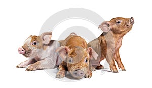 Group of three Sitting Young piglets mixedbreed, isolated