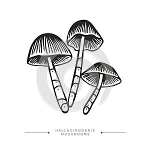 A group of three toxic magical hallucinogenic mushrooms. Black and white drawing of psilocybin mushrooms. Vector illustration