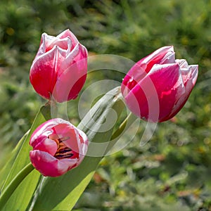 a group of three tulips close up