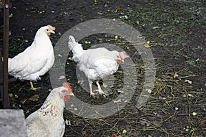 A group of three white chickens looking at the camera in the open air. Close-up