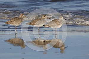 Group of three Willets resting on a beach in winter