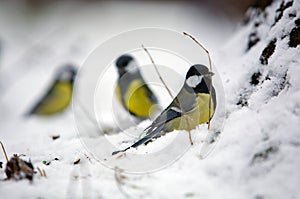 Group of three winter birds