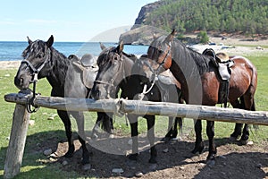 Group of three young horses at lake