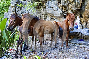 Group of three young horses near the rocks