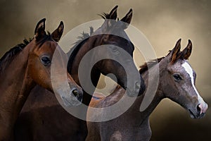 Group of three young horses