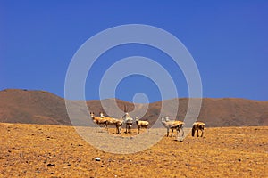 Group of Tibetan Antelope