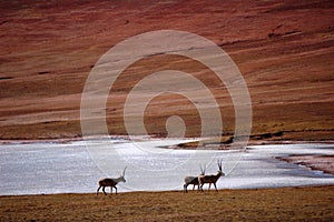 Group of Tibetan Antelope