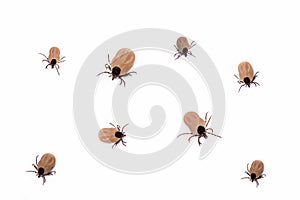 Group of ticks alive, white background