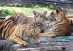 Group of tigers relaxing.