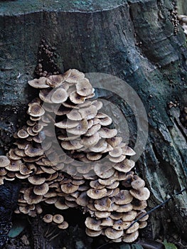 Group of tight very small young clean tiny beige colour round umbrella form mushrooms growing on a piece of old wet dark wood log